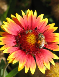 bees on a flower