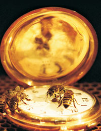 Gro Amdam Lab bees on a watch